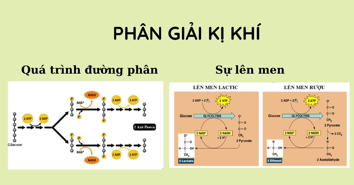 Cơ chế của quá trình hô hấp kị khí